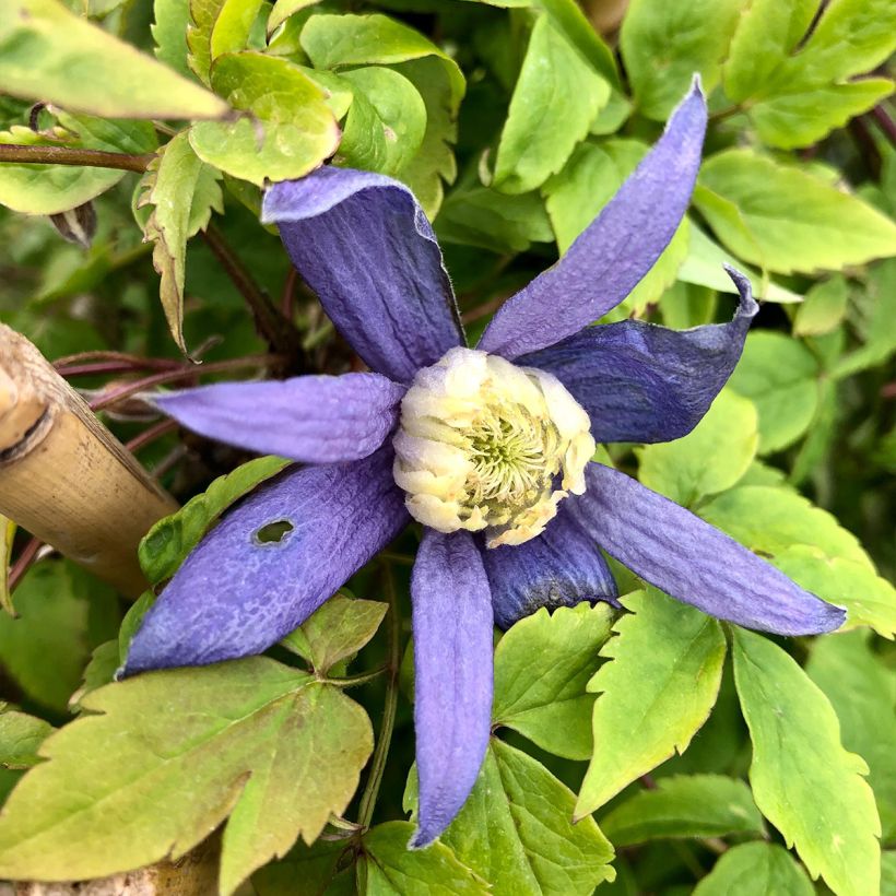 Clématite alpina Blue Dancer (Flowering)