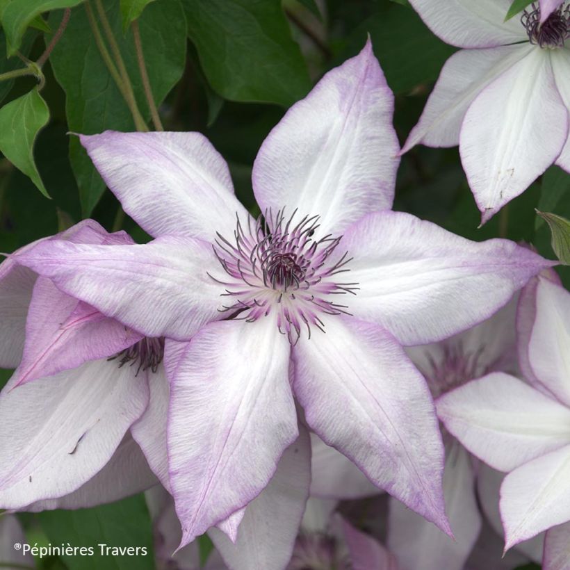 Clématite florida Utopia (Flowering)