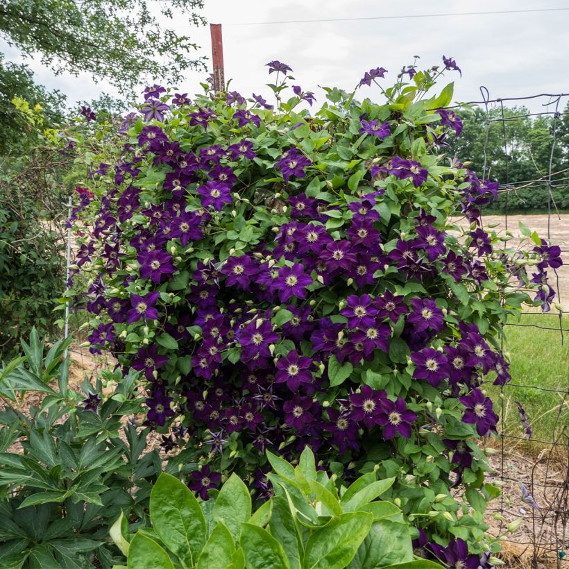 Clématite italienne - Clematis viticella Happy Birthday (Plant habit)