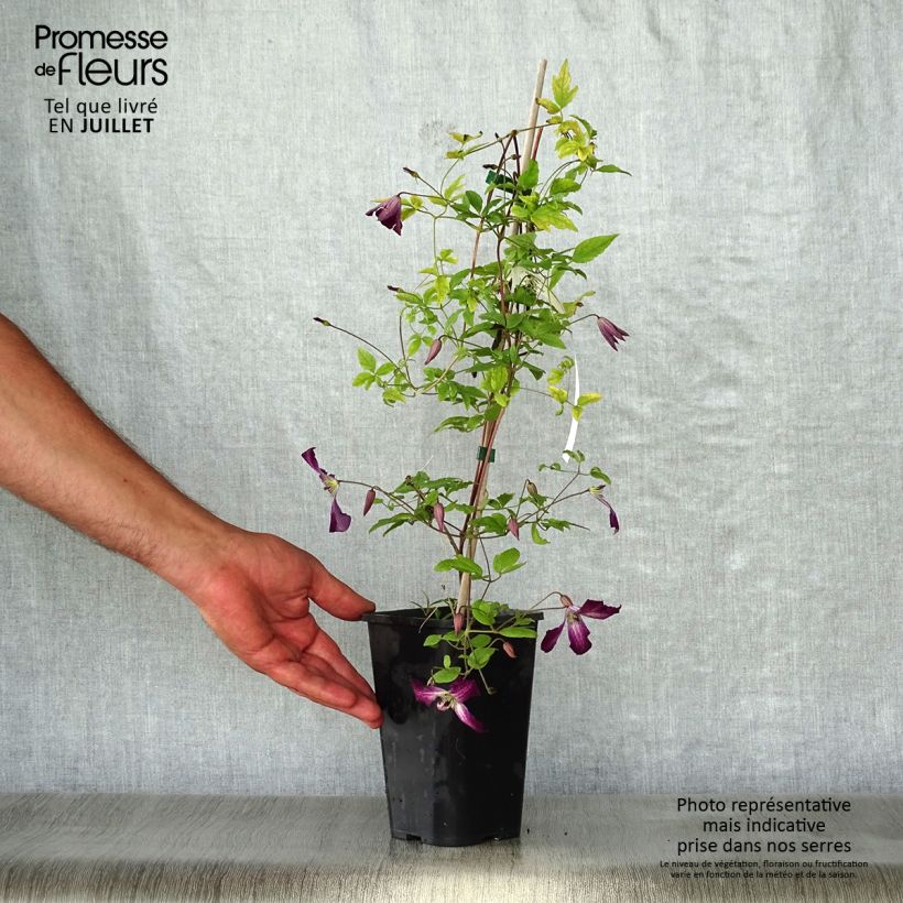 Example of Clématite italienne - Clematis viticella Walemburg Pot de 1,5L/2L as you get in ete