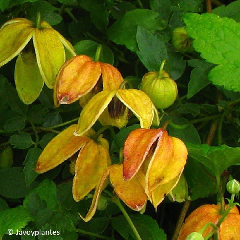 Clématite orientale - Clematis tangutica Red Ballon (Flowering)