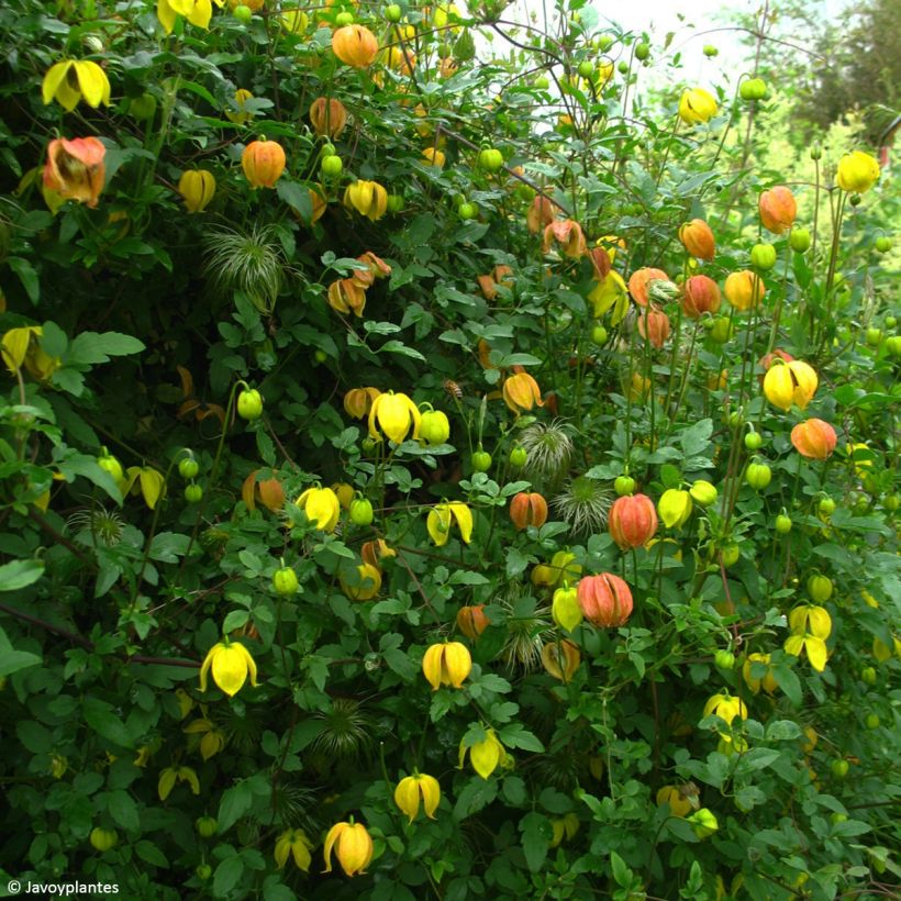 Clématite orientale - Clematis tangutica Red Ballon (Plant habit)
