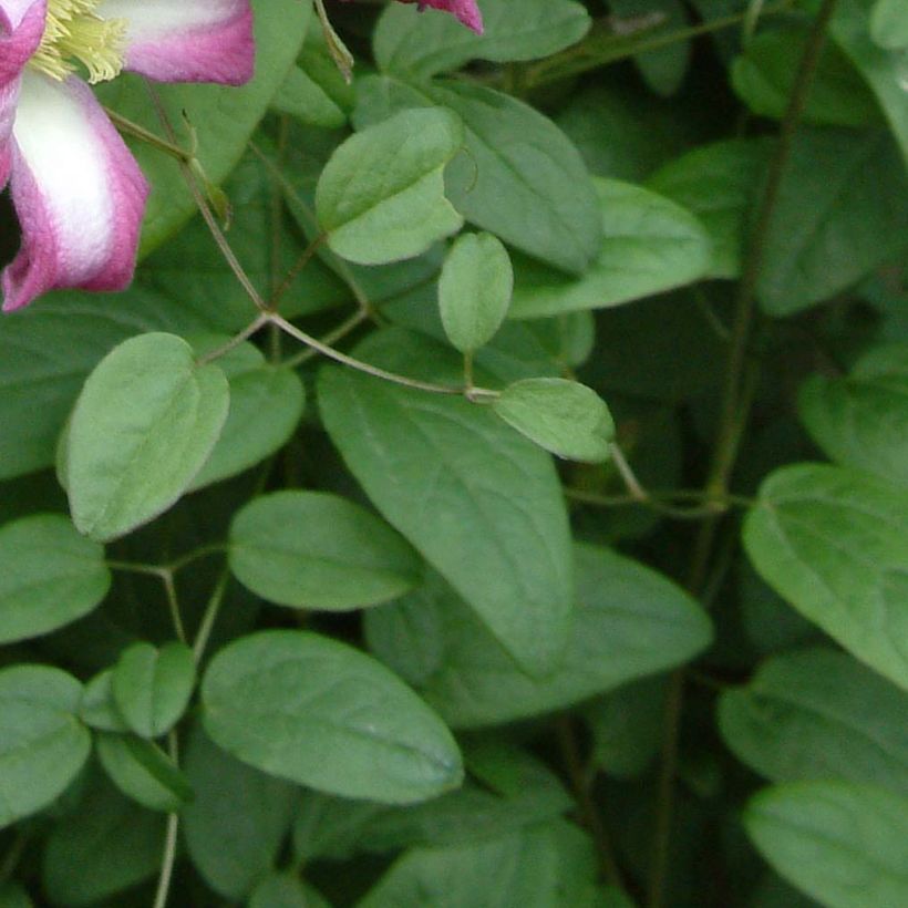Clématite - Clematis texensis Odoriba (Foliage)