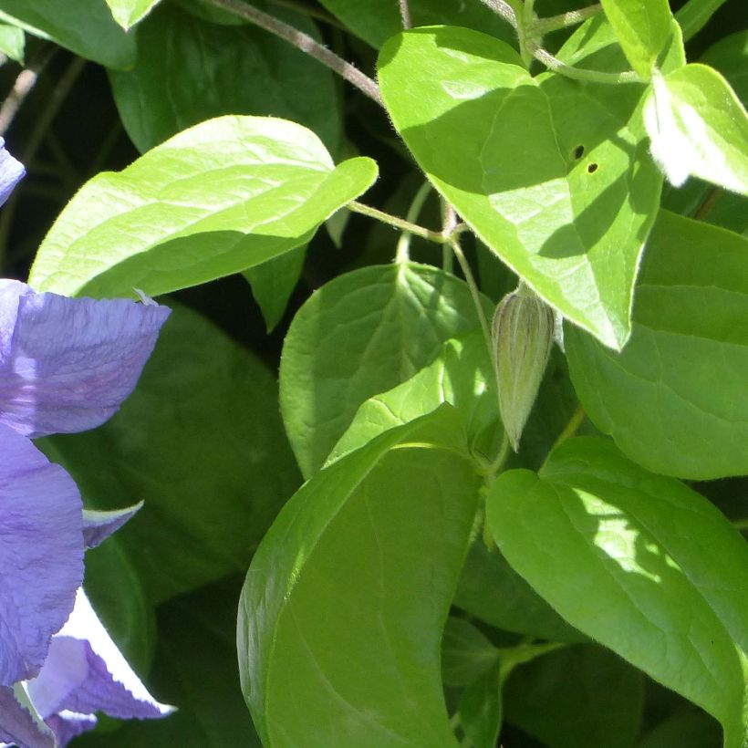 Clématite - Clematis viticella Perle d'Azur (Foliage)