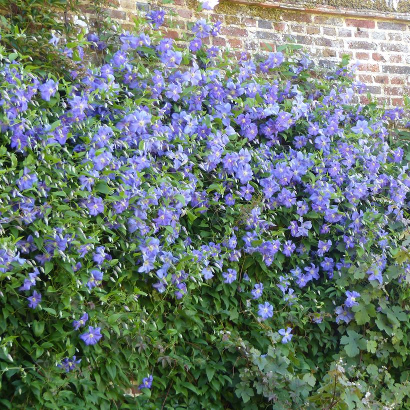 Clématite - Clematis viticella Perle d'Azur (Plant habit)