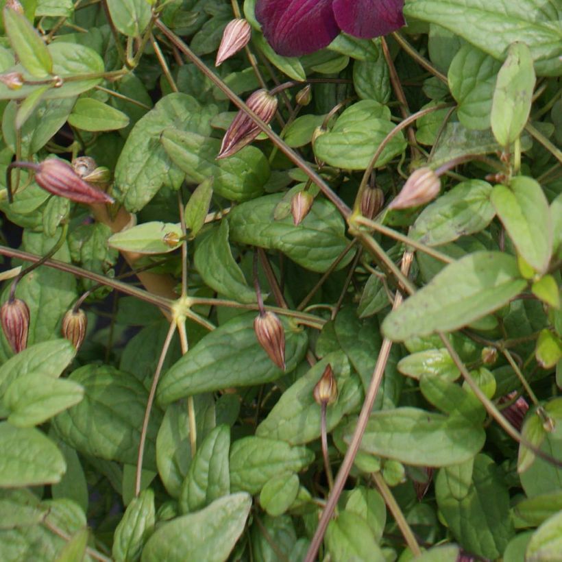 Clématite - Clematis viticella Royal Velours (Foliage)
