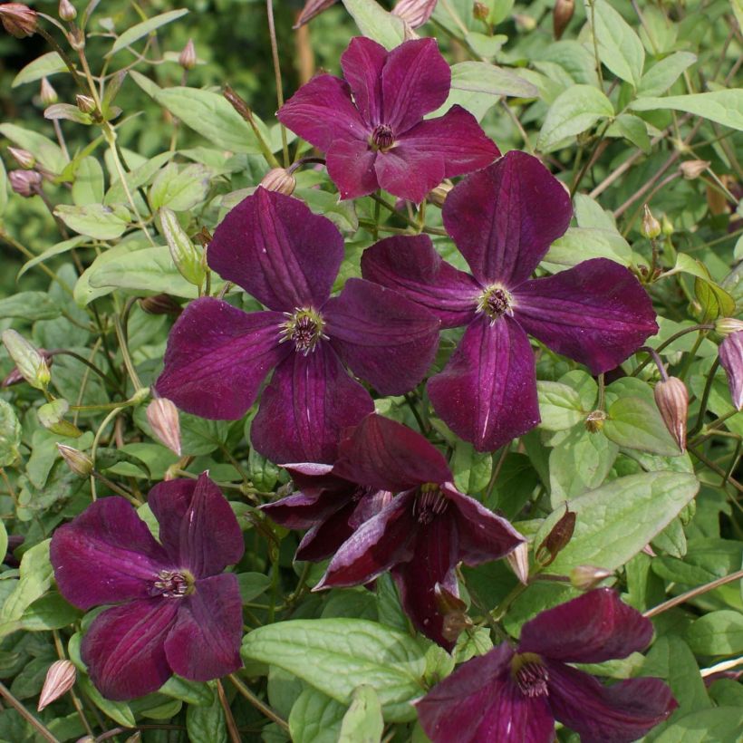 Clématite - Clematis viticella Royal Velours (Flowering)