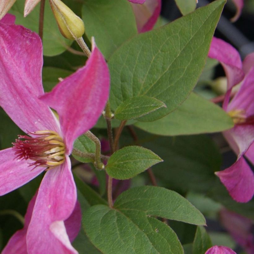 Clématite - Clematis Wonderful  (Foliage)