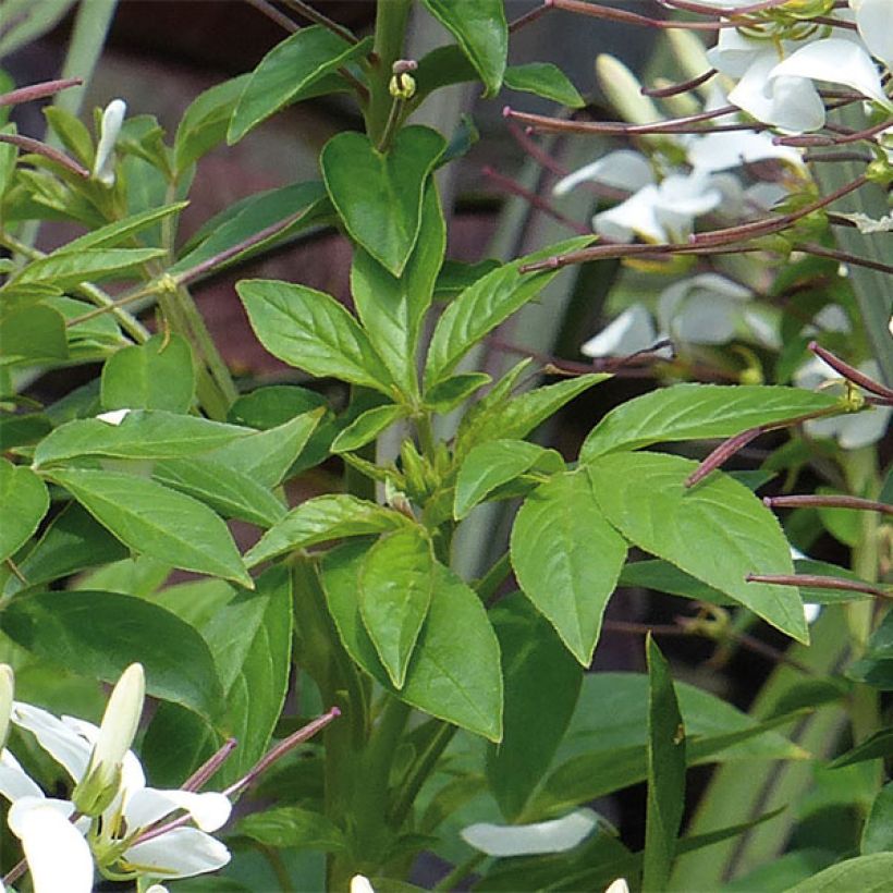 Cléome Senorita Blanca (Foliage)