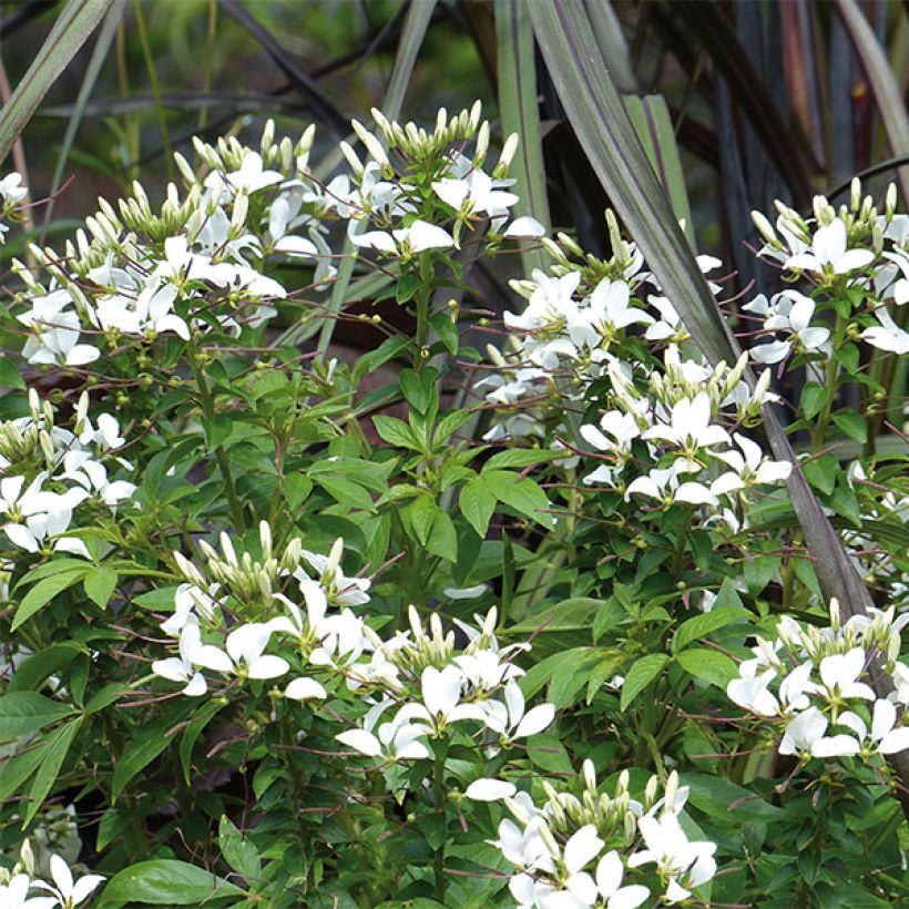 Cléome Senorita Blanca (Flowering)