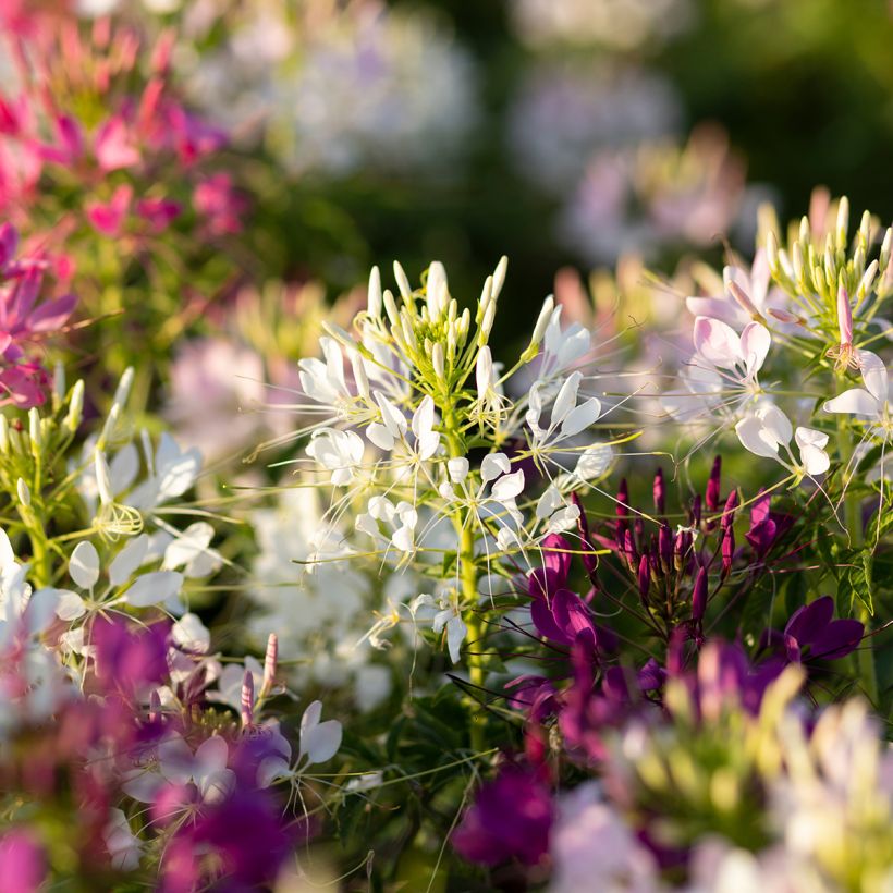 Cleome spinosa Sparkler 2.0 White (Flowering)
