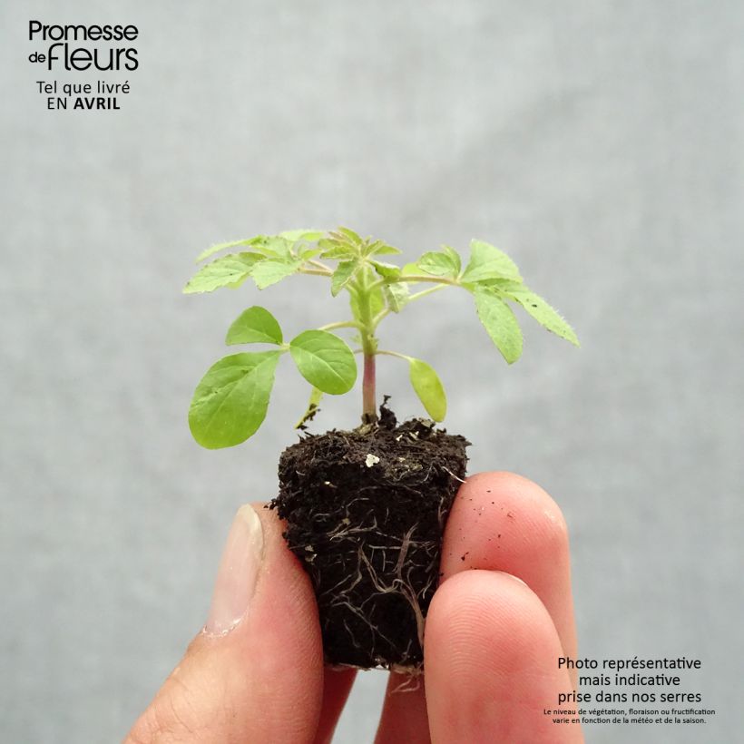 Example of Cleome spinosa Sparkler 2.0 Rose Mini-motte Ø 1,5/2,5 cm as you get in printemps