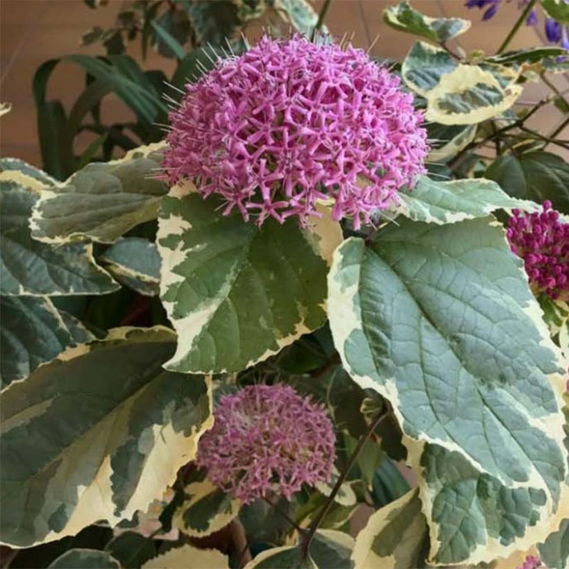 Clerodendrum bungei Pink Diamond - Clérodendron (Flowering)