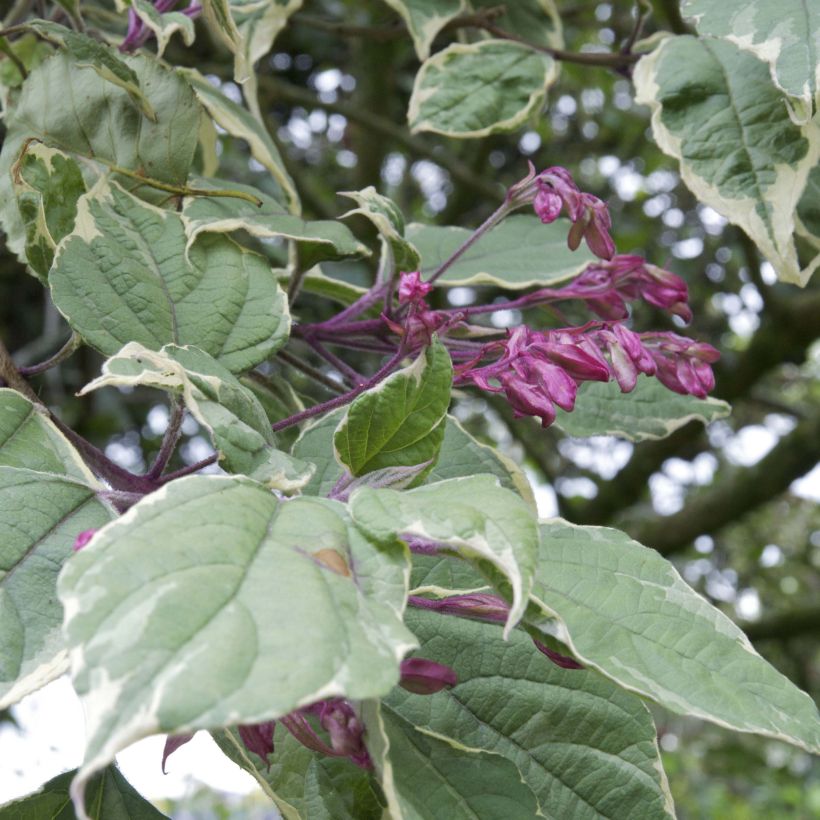 Clerodendrum trichotomum Variegatum - Arbre du Clergé (Foliage)