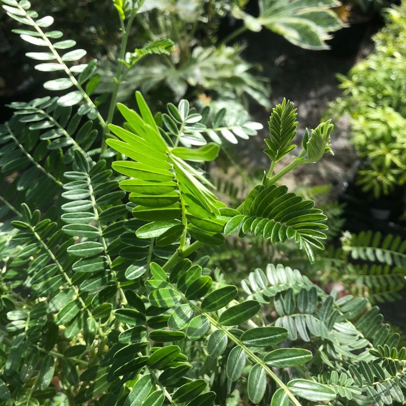 Clianthus puniceus Flamingo - Pince de Homard (Foliage)