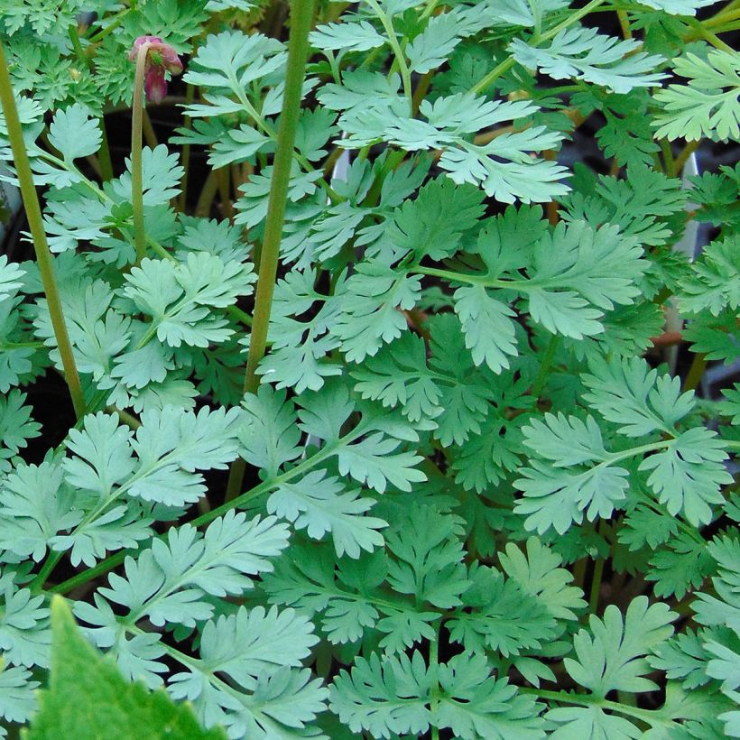 Coeur de Marie - Dicentra King of Hearts (Foliage)