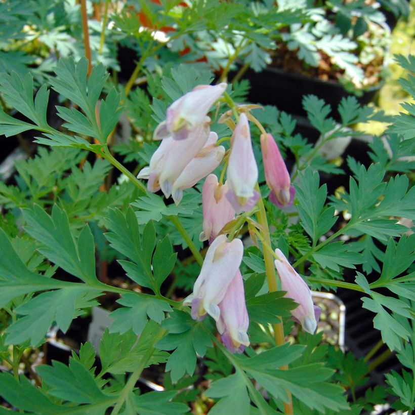 Coeur de Marie - Dicentra eximia Stuart Boothman (Flowering)
