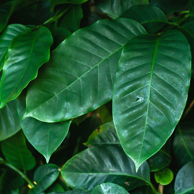 Coffea arabica - Caféier (Foliage)