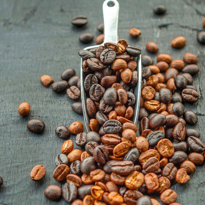Coffea arabica - Caféier (Harvest)
