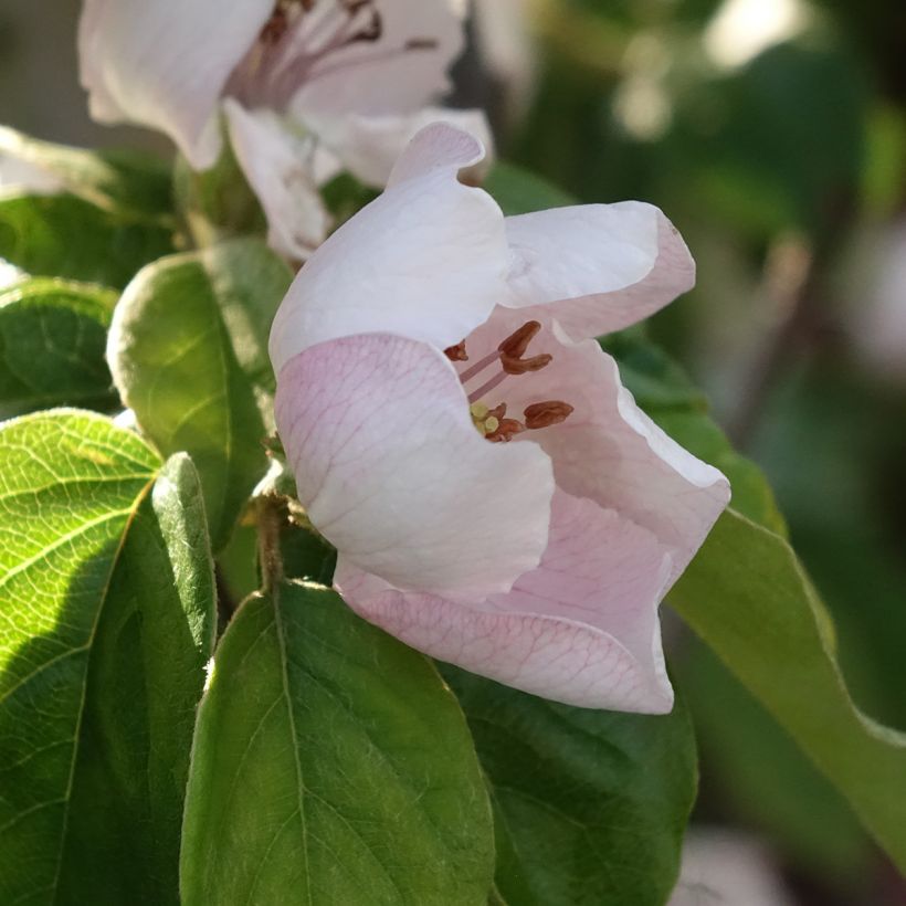 Cognassier Aromatnaya - Cydonia oblonga (Flowering)
