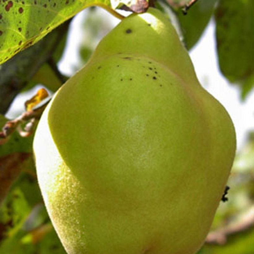 Cognassier Champion Bio (Harvest)