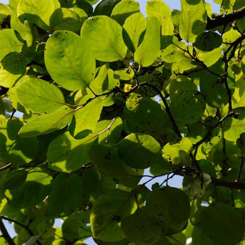 Cognassier Monstrueux de Vranja (Foliage)