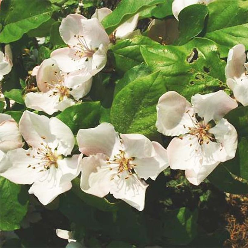 Cognassier Monstrueux de Vranja (Flowering)