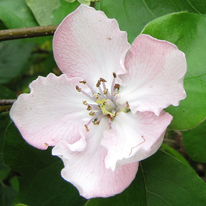 Cognassier Portugal Bio - Cydonia oblonga (Flowering)