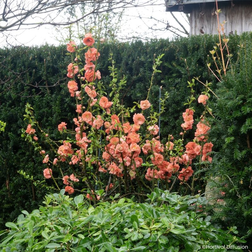 Cognassier du Japon - Chaenomeles speciosa Double Delice Passion (Plant habit)