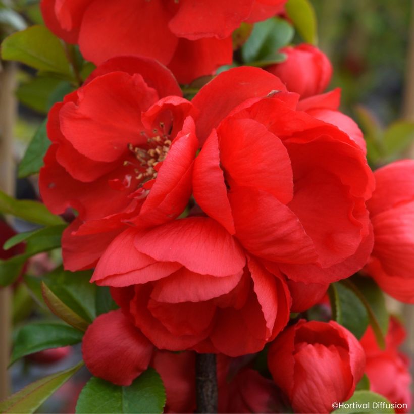 Cognassier du Japon - Chaenomeles speciosa Double Delice Rouge Baiser (Flowering)