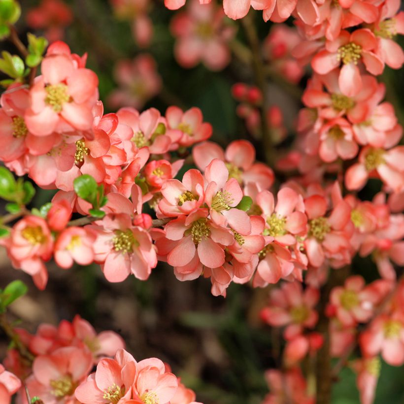 Cognassier du Japon - Chaenomeles x superba Salmon Horizon (Flowering)