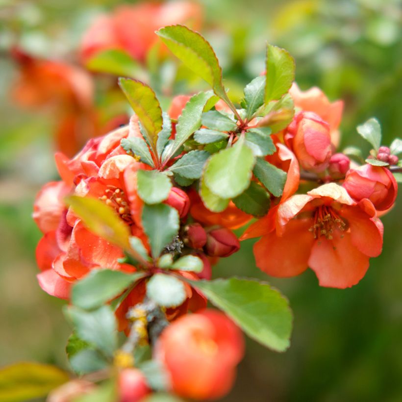 Cognassier du Japon - Chaenomeles x superba Texas Scarlet (Foliage)