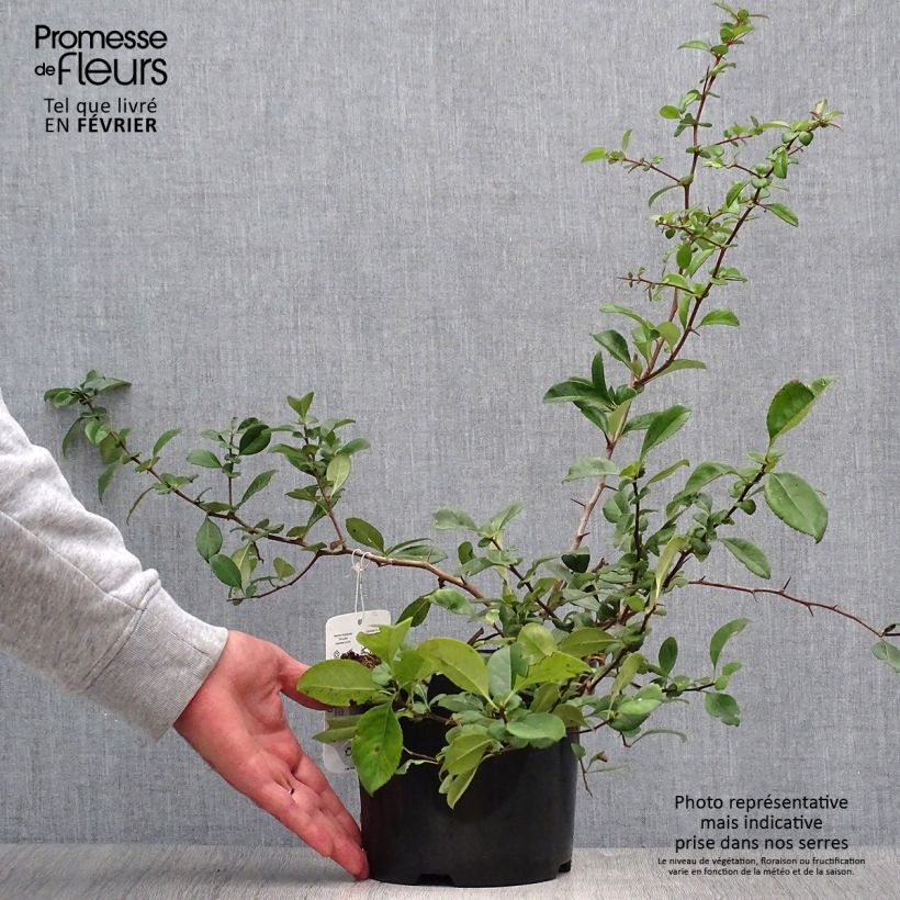 Example of Chaenomeles superba Nicoline - Chaenomeles superba Pot de 2L/3L as you get in automne