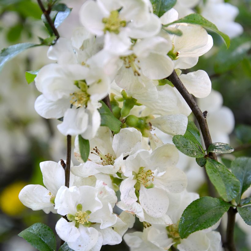Cognassier du Japon Nivalis - Chaenomeles speciosa  (Flowering)