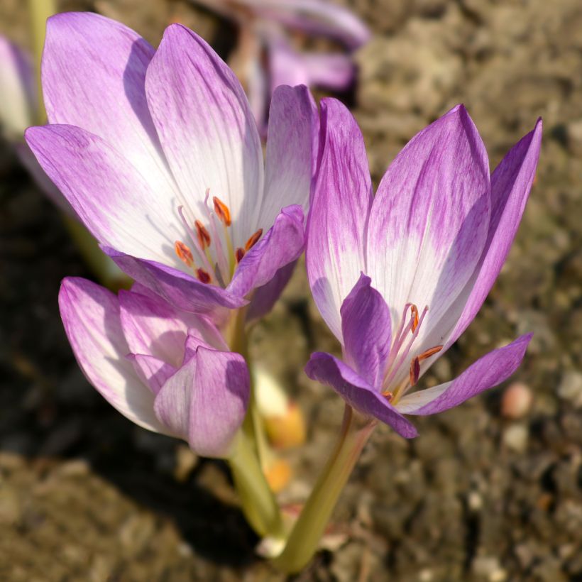 Colchique Hybride The Giant (Flowering)