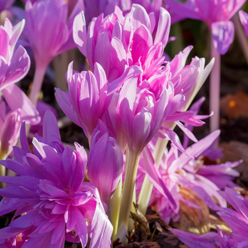Colchique hybride Waterlily (Plant habit)