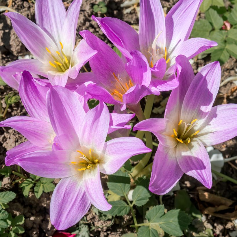 Colchique Spéciosum (Flowering)
