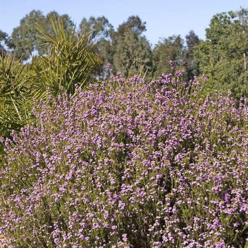 Coleonema pulchrum - Buisson confetti (Plant habit)