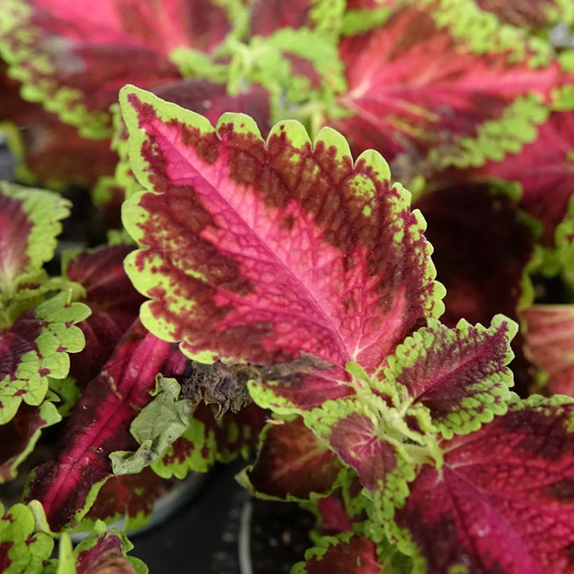 Coleus Le Freak (Foliage)