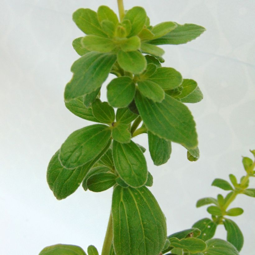 Coleus canina - éloigne chiens et chats - plante anti-chat (Foliage)