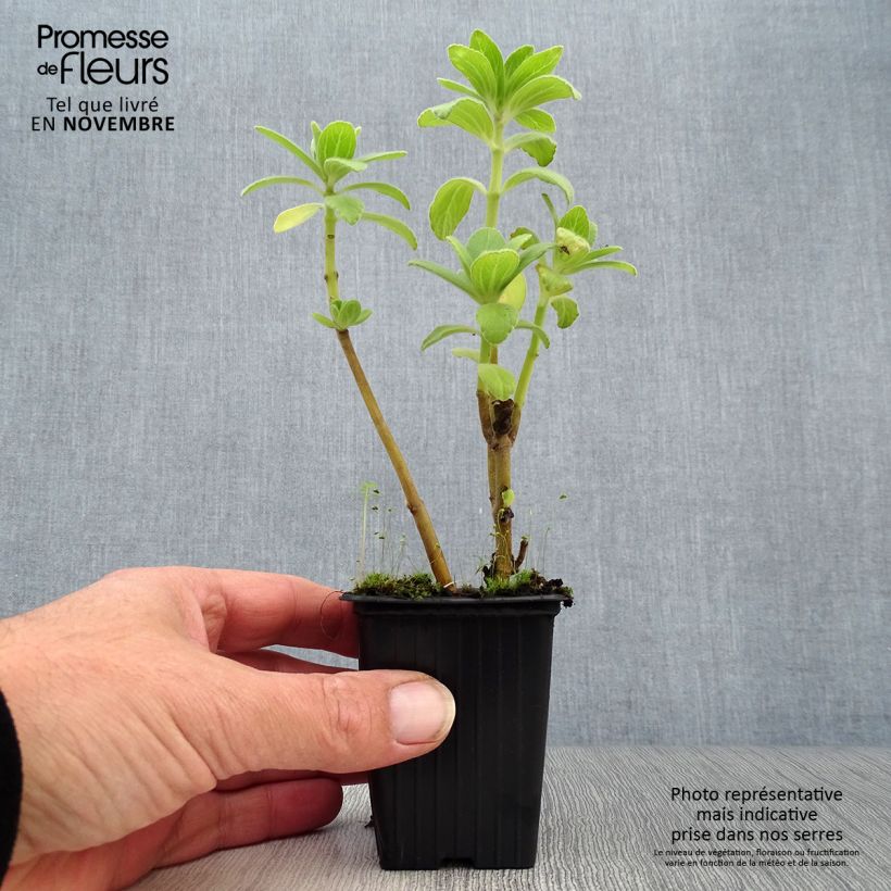 Example of Coleus canina - éloigne chiens et chats - plante anti-chat Godet de 7/8 cm as you get in automne