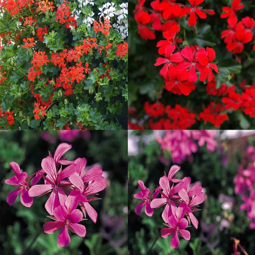 Collection 10 Géraniums des balcons Rouge et Rose (Flowering)