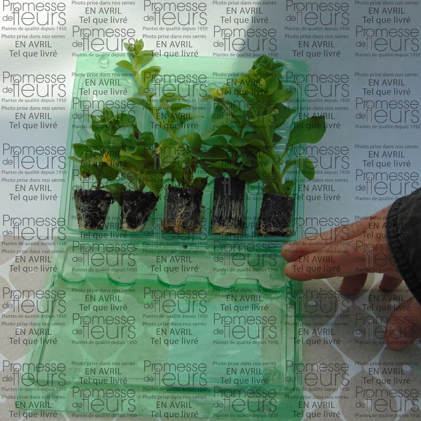 Example of Collection 5 Pétunias Surfinias doubles as you get