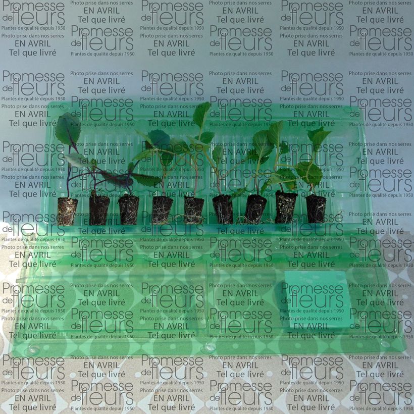 Example of Collection 9 choux pommés en plants as you get