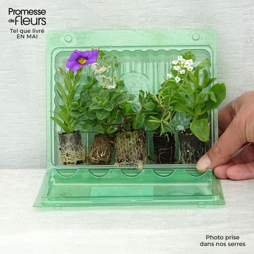 Example of Collection Berry Fountain - 5 variétés d'annuelles as you get in printemps