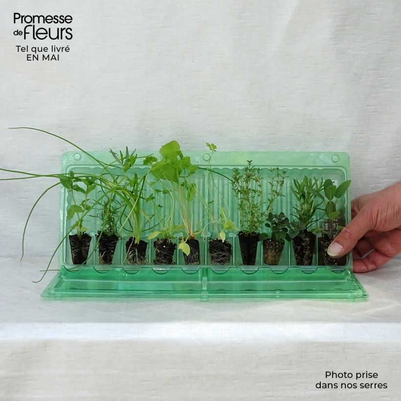 Example of Collection de 10 aromatiques en plants as you get in printemps