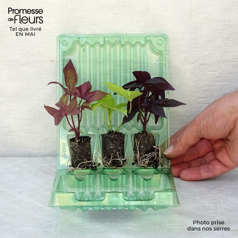 Example of Collection de 3 Ipomées Sweet Caroline as you get in printemps
