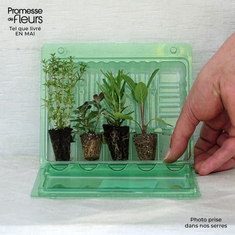 Example of Collection de 4 aromatiques pour grillades en plants as you get in printemps