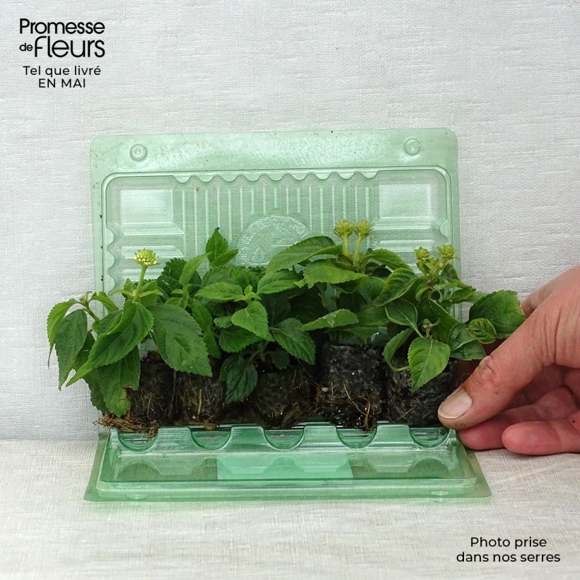 Example of Collection de 5 Lantanas Camara rouge, jaune et blanc as you get in printemps