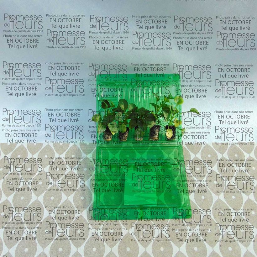 Example of Collection de 5 Pensées Matrix Ruby Mix Mini-mottes as you get
